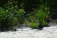 Vanellus vanellus