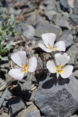 Calochortus panamintensis