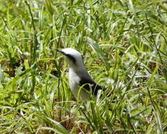 Fluvicola nengeta