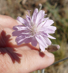 Stephanomeria thurberi