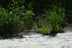 Vanellus vanellus