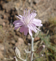 Stephanomeria thurberi