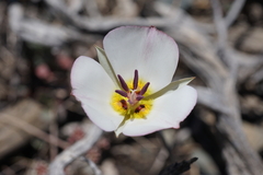 Calochortus panamintensis