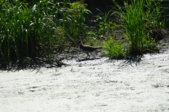 Vanellus vanellus