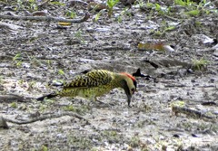 Colaptes melanochloros