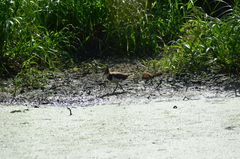 Vanellus vanellus