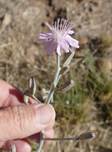 Image of Thurber's Wirelettuce (Stephanomeria thurberi) by (c) Wendy McCrady, some rights reserved (CC BY)