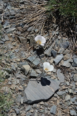 Calochortus panamintensis