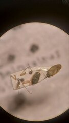 Megalocoleus molliculus