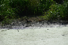 Vanellus vanellus