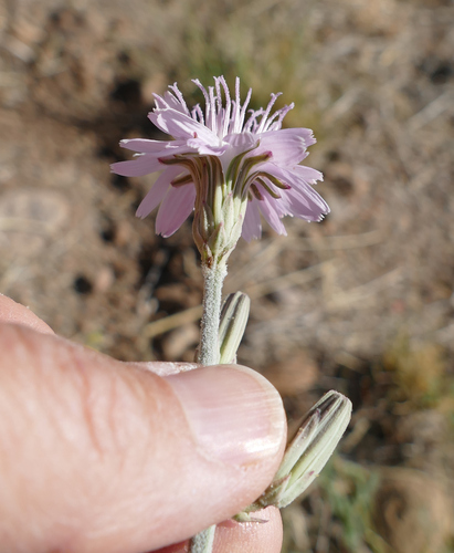 Image of Thurber's Wirelettuce (Stephanomeria thurberi) by (c) Wendy McCrady, some rights reserved (CC BY)