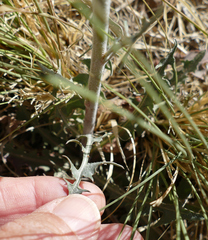 Stephanomeria thurberi