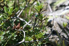 Somatochlora alpestris