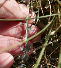 Stephanomeria thurberi