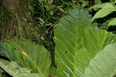 Anthurium salvinii