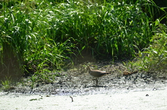Vanellus vanellus