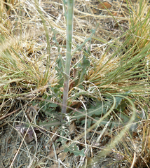 Stephanomeria thurberi