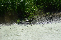 Vanellus vanellus