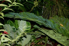 Anthurium salvinii