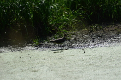 Vanellus vanellus