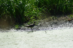 Vanellus vanellus