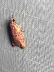 Cenopis diluticostana