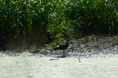 Vanellus vanellus