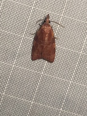 Cenopis diluticostana