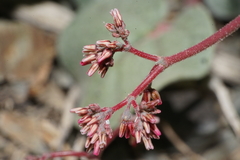 Eriogonum eremicola