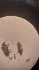 Megalocoleus molliculus