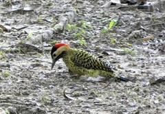 Colaptes melanochloros