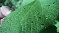 Sparrmannia africana