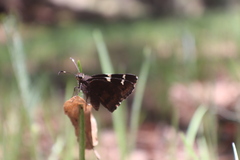 Thorybes pseudocellus