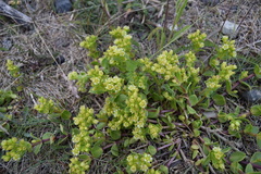 Honckenya peploides major