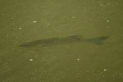 Micropterus floridanus