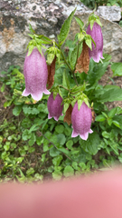 Campanula punctata