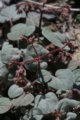 Eriogonum eremicola