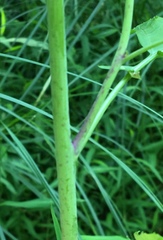 Brassica juncea