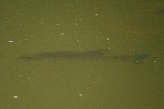 Micropterus floridanus