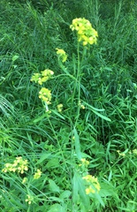 Brassica juncea