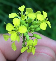 Brassica juncea