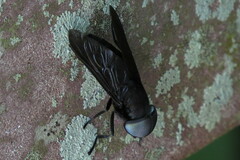 Tabanus atratus