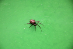 Steatoda grossa