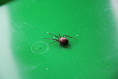 Steatoda grossa