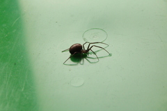 Steatoda grossa