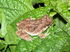 Chiromantis petersii