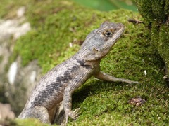 Tropidurus hispidus