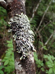 Hypogymnia apinnata