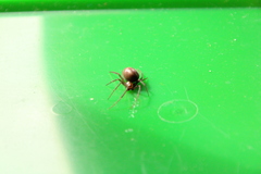 Steatoda grossa