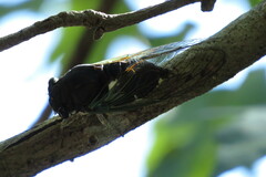 Neotibicen tibicen